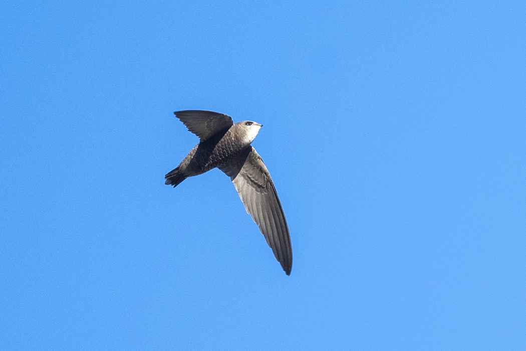 Pallid Swift